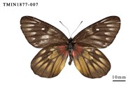 藏品(豔粉蝶)的圖片